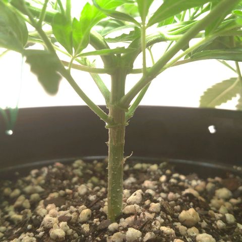 Bolt⚡ growlog photo: 09:30 fotos 53-60