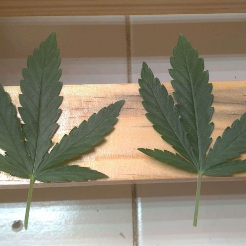 Bolt⚡ growlog photo: 09:30 fotos 53-60
