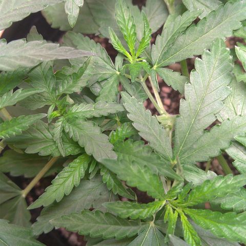 Bolt⚡ growlog photo: 08:10 fotos 61-63