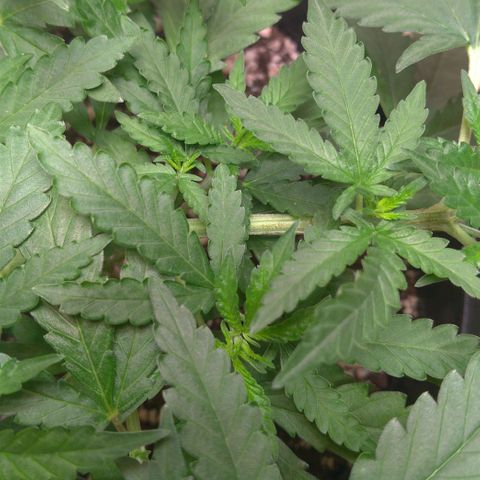 Bolt⚡ growlog photo: 08:10 fotos 61-63
