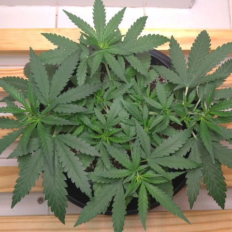 Bolt⚡ growlog photo: 08:10 fotos 61-63