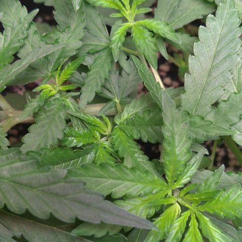 Bolt⚡ growlog photo: 08:05 fotos 64-66
