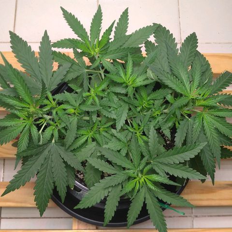 Bolt⚡ growlog photo: 08:05 fotos 64-66