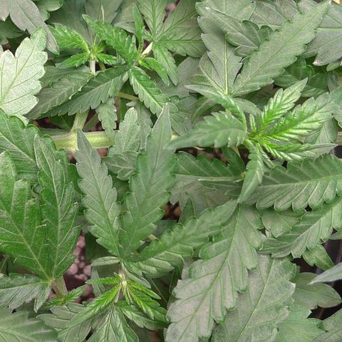 Bolt⚡ growlog photo: 18:10 fotos 67-71