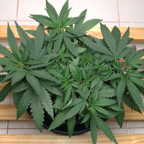 Bolt⚡ growlog photo: 18:10 fotos 67-71