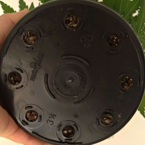 Bolt⚡ growlog photo: 18:10 fotos 67-71