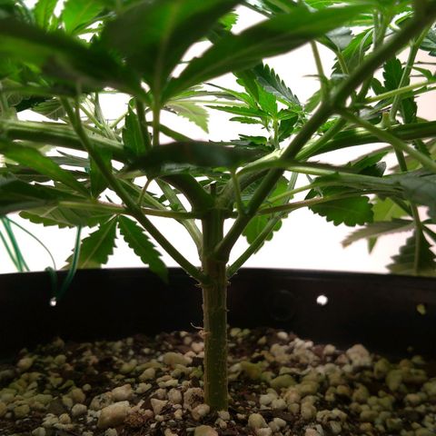 Bolt⚡ growlog photo: 18:10 fotos 67-71