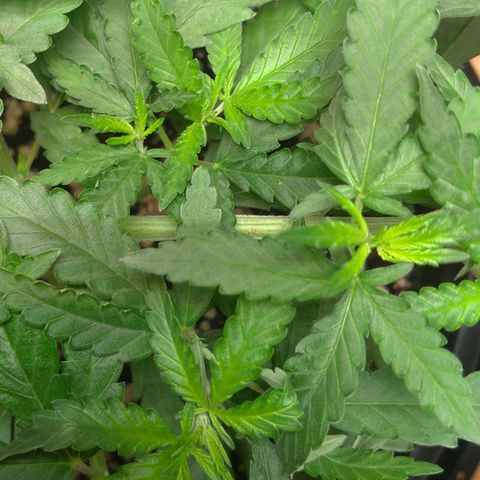 Bolt⚡ growlog photo: 08:05 fotos 64-66
