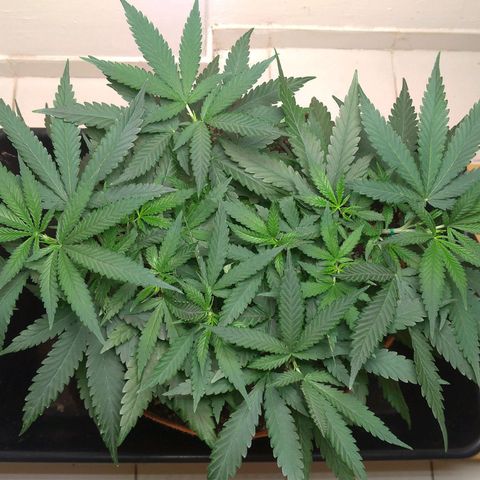 Bolt⚡ growlog photo: 21:15 fotos 100-101
