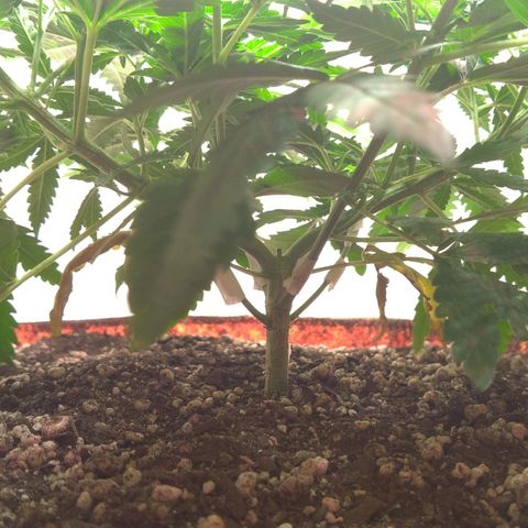 Bolt⚡ growlog photo: 21:15 fotos 100-101