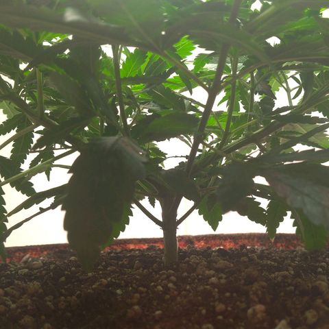 Bolt⚡ growlog photo: 18:40 fotos 83-85