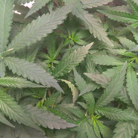 Bolt⚡ growlog photo: 18:40 fotos 83-85