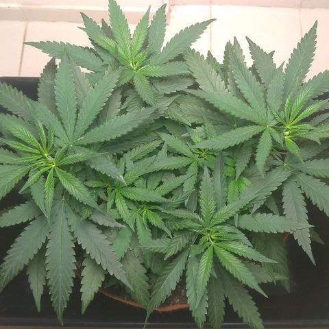 Bolt⚡ growlog photo: 18:40 fotos 83-85
