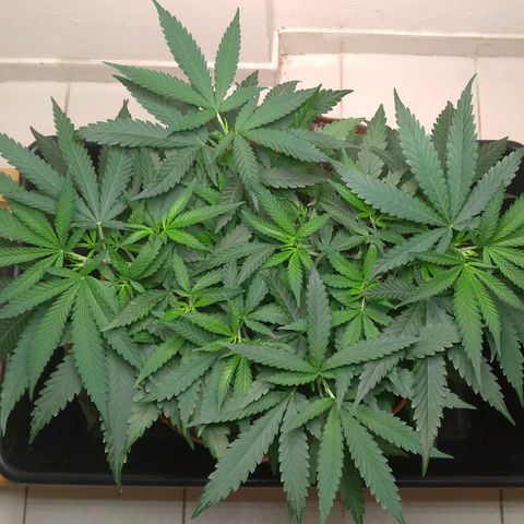 Bolt⚡ growlog photo: 09:40 fotos 102-104