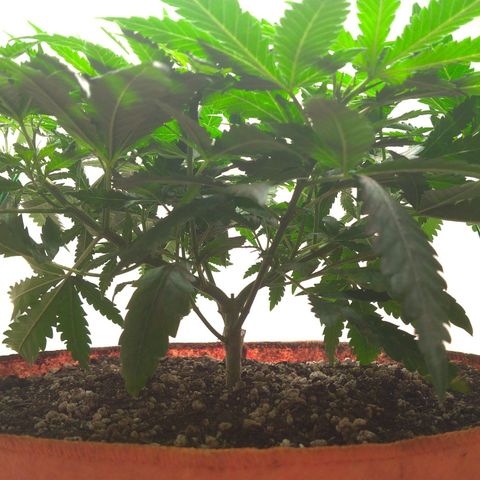 Bolt⚡ growlog photo: 09:40 fotos 102-104