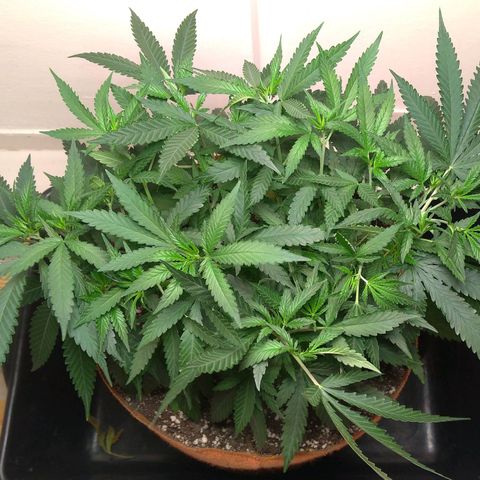 Bolt⚡ growlog photo: 18:15 (fotos 105-106)