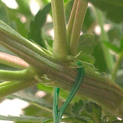 Bolt⚡ growlog photo: 18:15 (fotos 105-106)