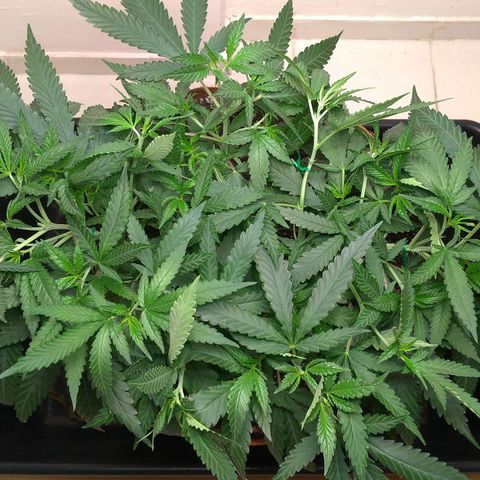 Bolt⚡ growlog photo: 18:50 foto 107