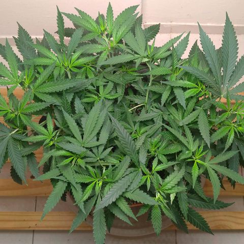 Bolt⚡ growlog photo: 09:15 foto 108