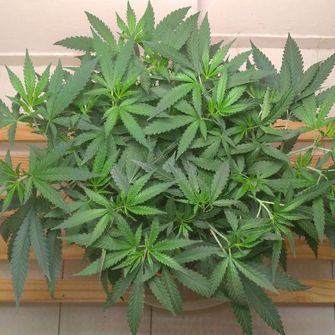 Bolt⚡ growlog photo: 11:30 fotos 109-110