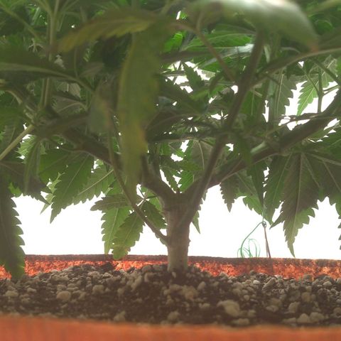 Bolt⚡ growlog photo: 11:30 fotos 109-110