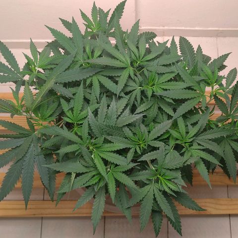 Bolt⚡ growlog photo: 14:40 fotos 111-112