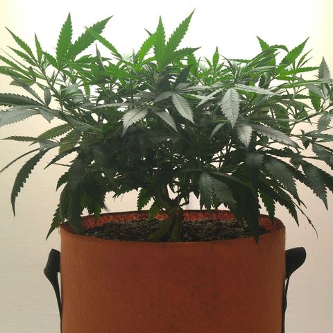 Bolt⚡ growlog photo: 14:40 fotos 111-112