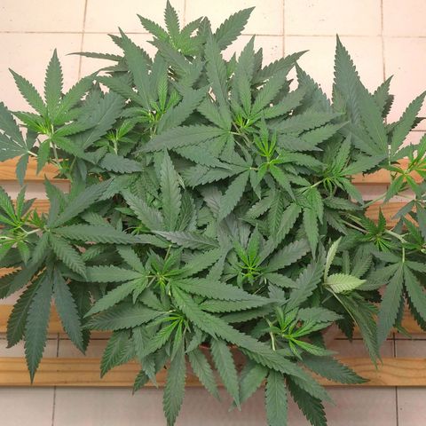 Bolt⚡ growlog photo: 11:35 fotos 113-114