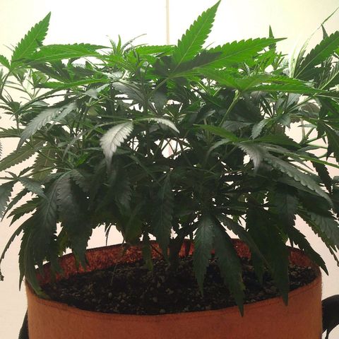 Bolt⚡ growlog photo: 11:35 fotos 113-114