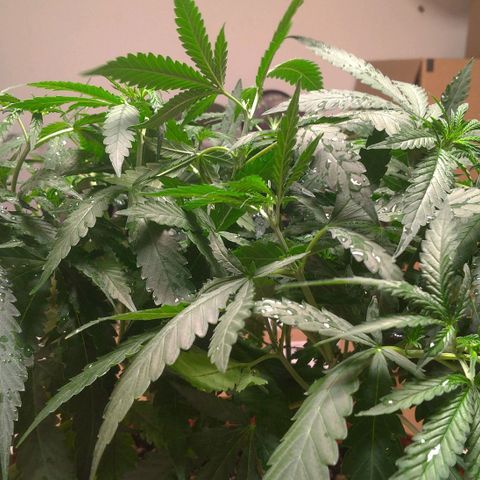 Bolt⚡ growlog photo: 11:50 fotos 115-120