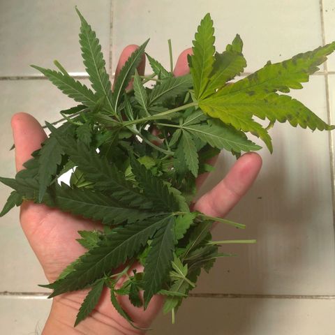 Bolt⚡ growlog photo: 11:50 fotos 115-120