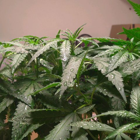 Bolt⚡ growlog photo: 11:50 fotos 115-120