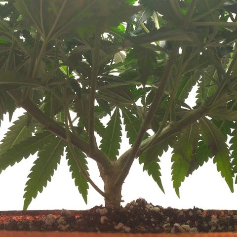 Bolt⚡ growlog photo: 11:50 fotos 115-120