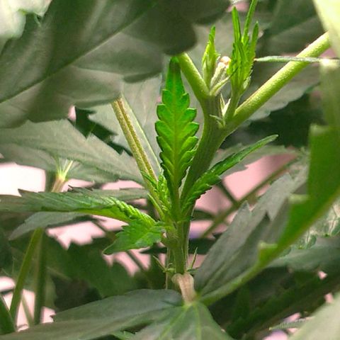 Bolt⚡ growlog photo: 08:25 fotos 122-124