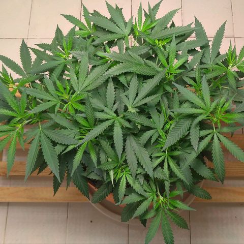 Bolt⚡ growlog photo: 08:25 fotos 122-124