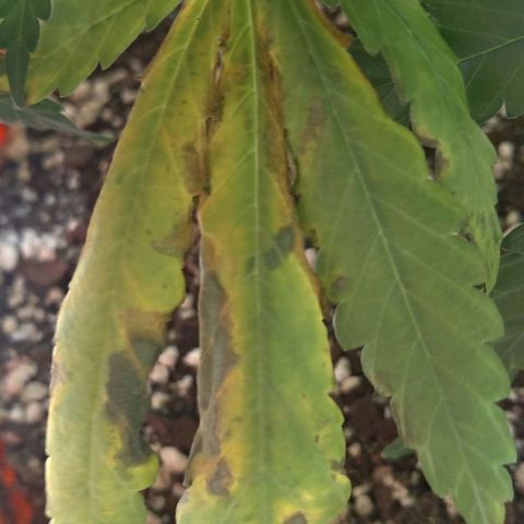 Bolt⚡ growlog photo: 08:25 fotos 122-124