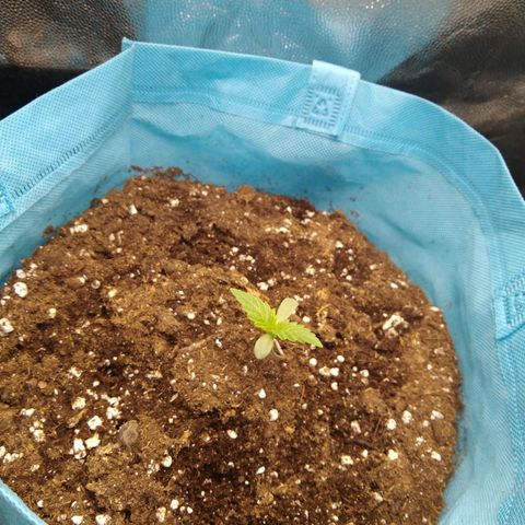 Royal Gorilla Automatic growlog timeline photo