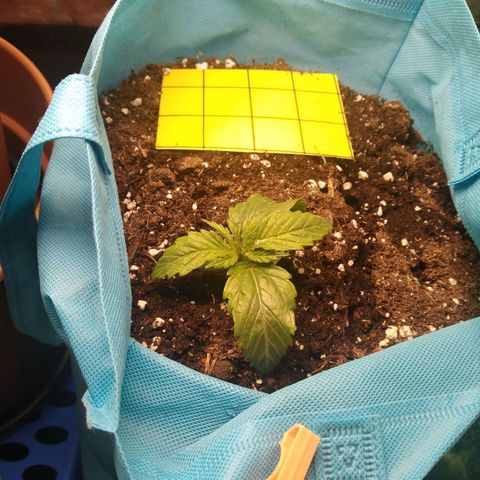 Royal Gorilla Automatic growlog timeline photo