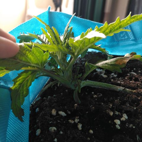 Royal Gorilla Automatic growlog timeline photo