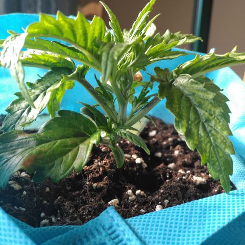 Royal Gorilla Automatic growlog timeline photo