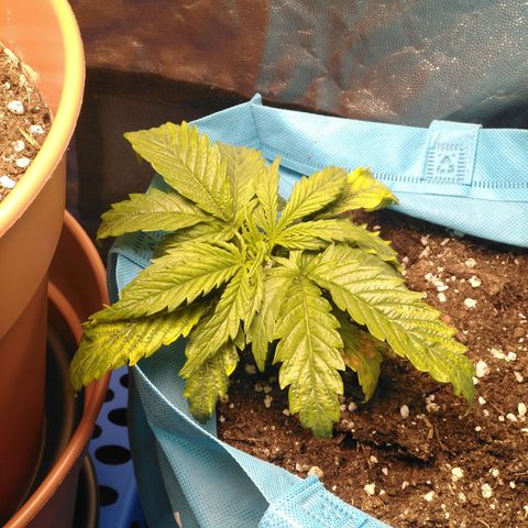 Royal Gorilla Automatic growlog timeline photo