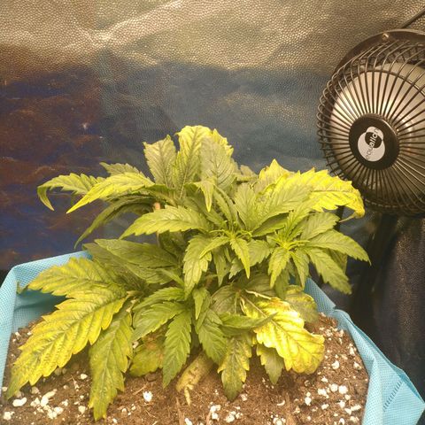 Northern Light Automatic growlog timeline photo