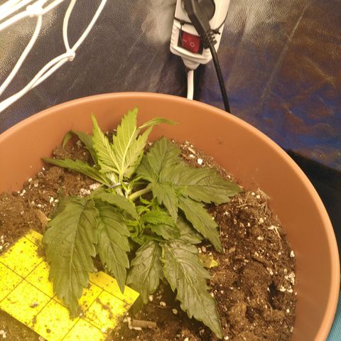 Royal Gorilla Automatic growlog timeline photo