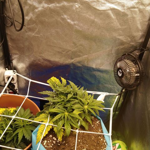 Royal Gorilla Automatic growlog timeline photo