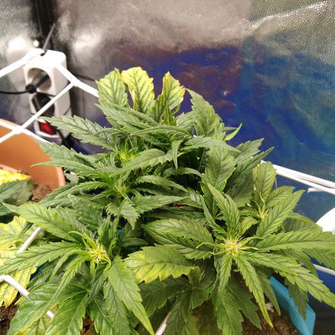 Royal Gorilla Automatic growlog timeline photo