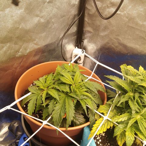 Northern Light Automatic growlog timeline photo