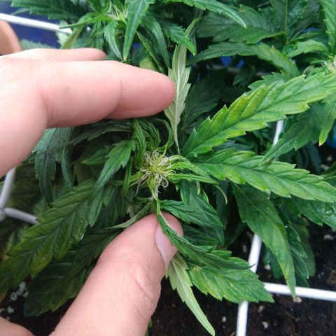 Royal Gorilla Automatic growlog timeline photo