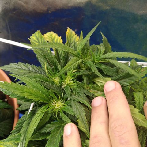 Royal Gorilla Automatic growlog timeline photo