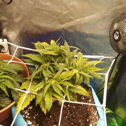 Royal Gorilla Automatic growlog timeline photo