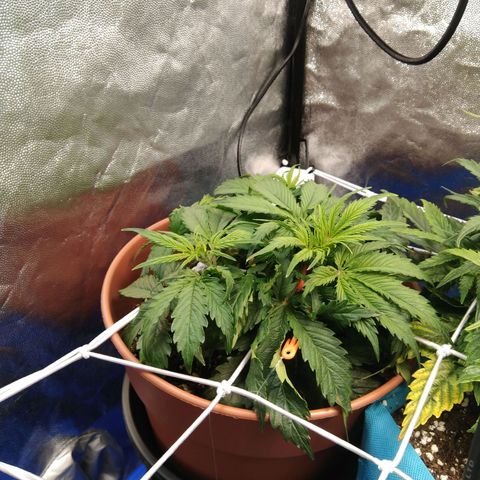 Northern Light Automatic growlog timeline photo
